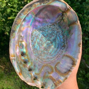 6.7” Abalone Natural Shell | Shells for Jewelry Altars Crafts | Real Sea Shells | Fish Tank Decorations | Beach Ocean Coastal Wedding Decor