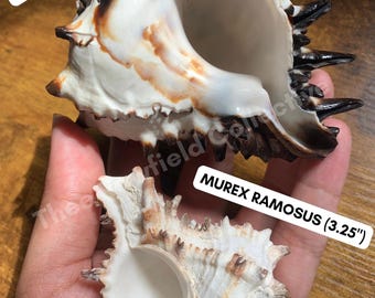 Natural Murex Shells | Ocean Snail Shell for Jewelry Altars Crafts Decor | Real Sea Shells | Fish Tank Decorations | Ritual Offerings