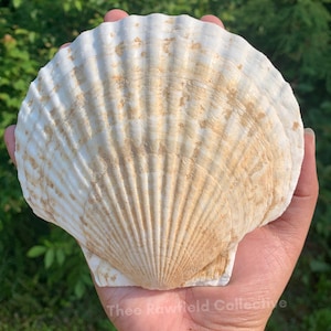 5.25&quot; Calico Scallop Shell | Shells for Jewelry Altars Crafts Ritual Offerings | Real Sea Shells | Fish Tank Decorations | Beach Ocean Decor