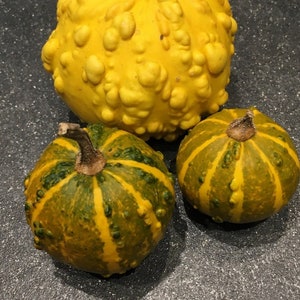 Kürbissamen