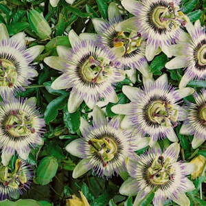 White passion flower seeds