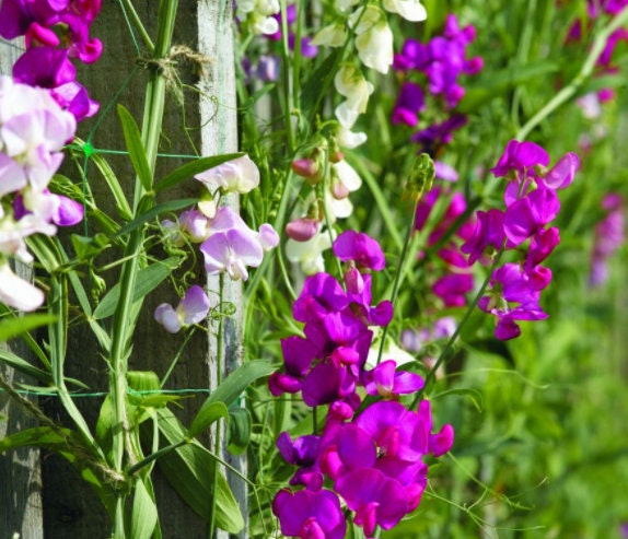 Semi Pisello Dolce Perenne - Mix Di Colori, Confezione 1g - Foto 5