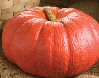 Puede incluir: Una calabaza grande de color naranja brillante con una superficie lisa y ligeramente texturizada. La calabaza está sentada sobre un saco de arpillera.