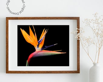 Arte de pared imprimible de ave del paraíso: fotografía digital de flores en negro.