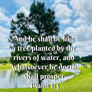 May include: A green pine tree stands tall by a pond with a blue sky and white clouds in the background. The text "And he shall be like a tree planted by the rivers of water, and whatsoever he doeth shall prosper Psalm 1:3" is written on the image.