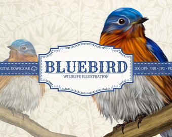Eastern Bluebird Illustration • PNG • Printable • Animal Clipart • Bird Art • Fine Art • Scrapbooking • Decoupage • Card Making • Journaling