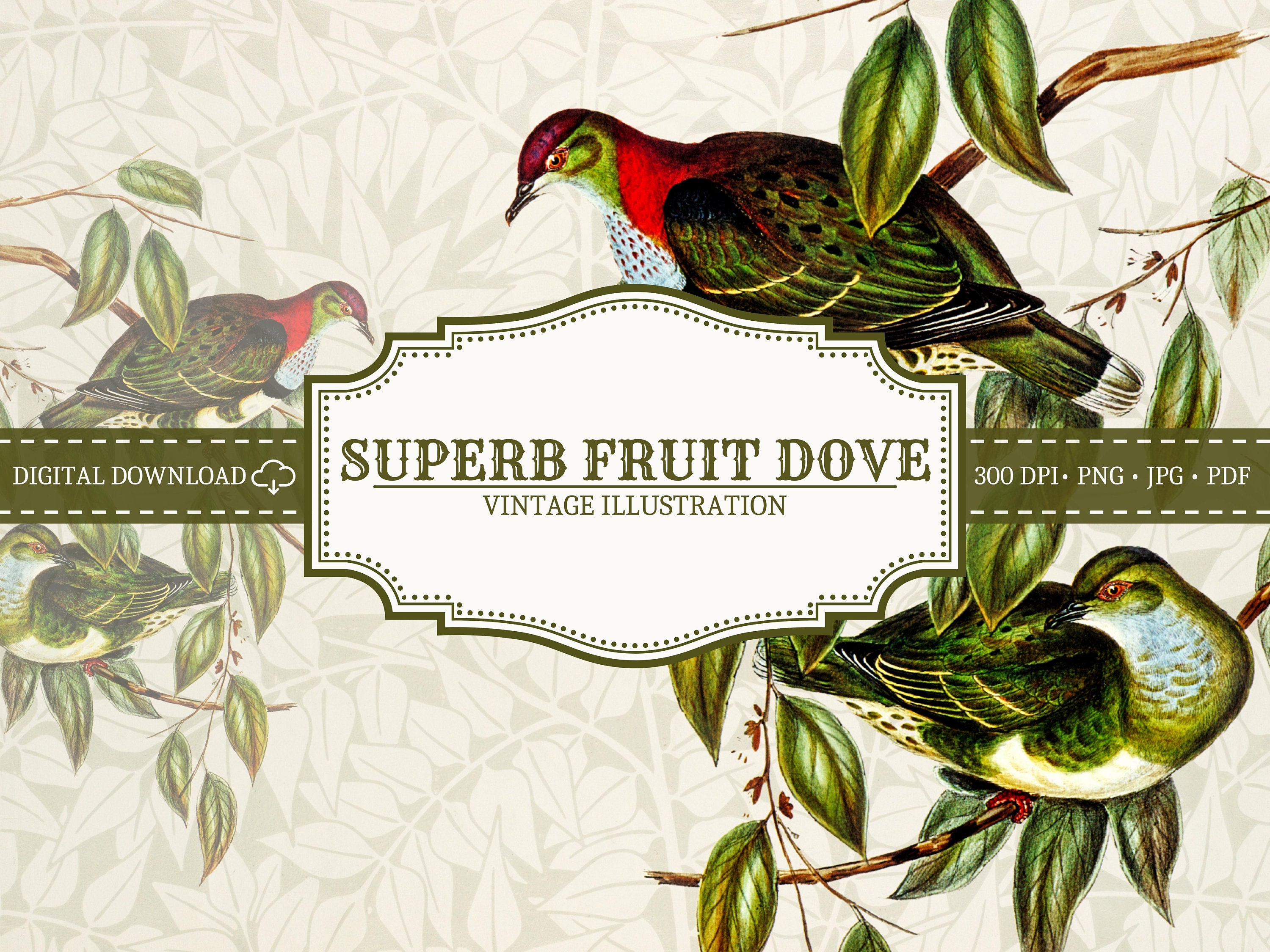 Antique Dove Illustration PNG Printable Animal Clipart - Etsy