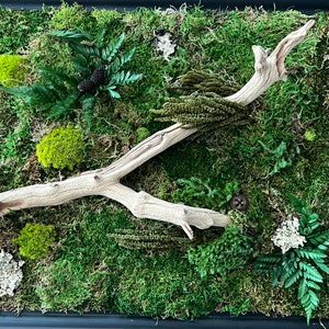Preserved Moss Wall Art, Preserved Moss, Drift Wood, Framed Moss Art, Moss Wall Decor