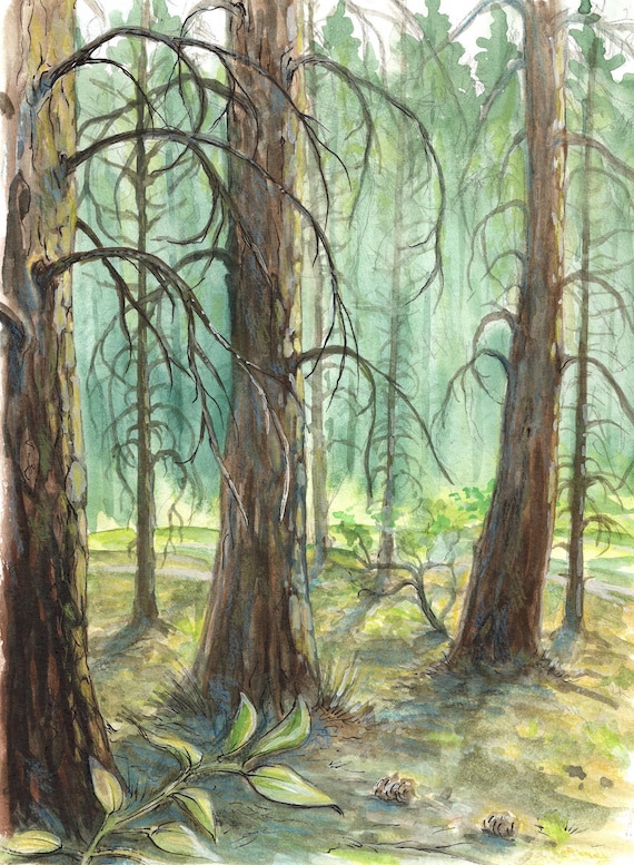 Original watercolor plus ink painting (7" x 9.5"), Light through Pine Trees