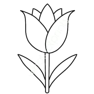 Commercial tulipe contour PNG fond transparent haute résolution téléchargement numérique instantané des cliparts