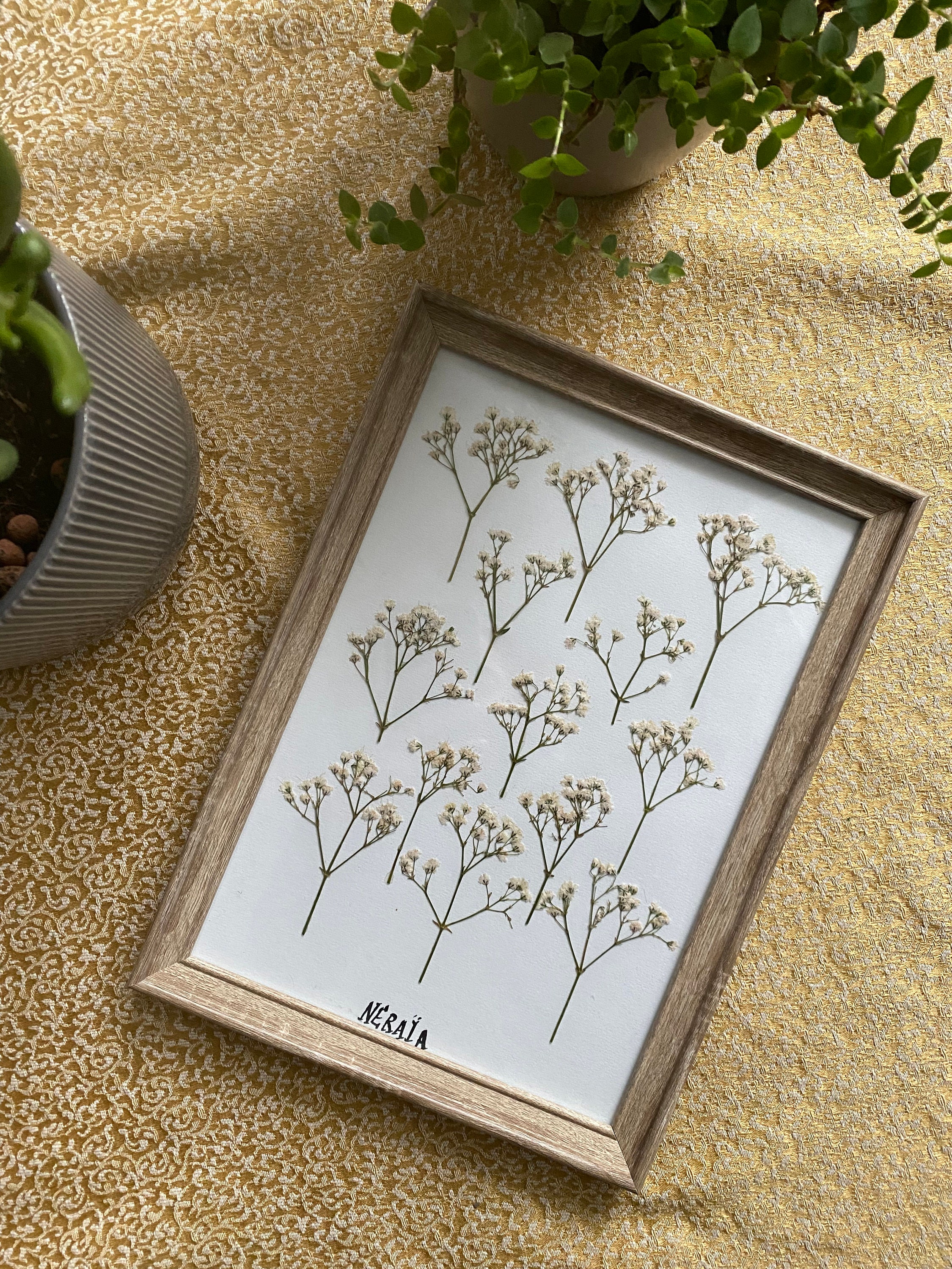 Herbier Gyspsophiles A4