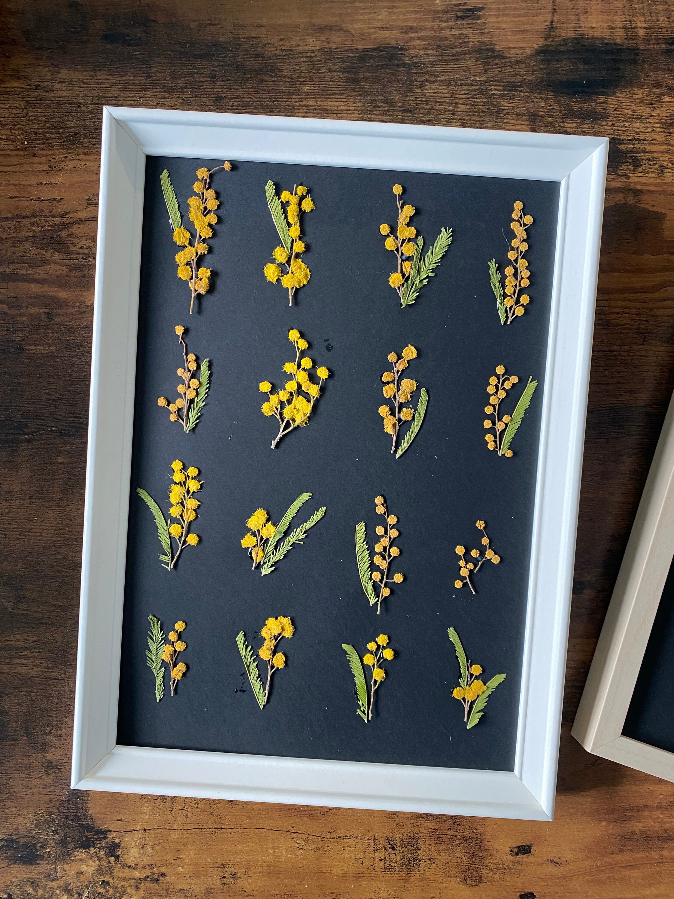 Herbier A4 Unique Sans Cadre