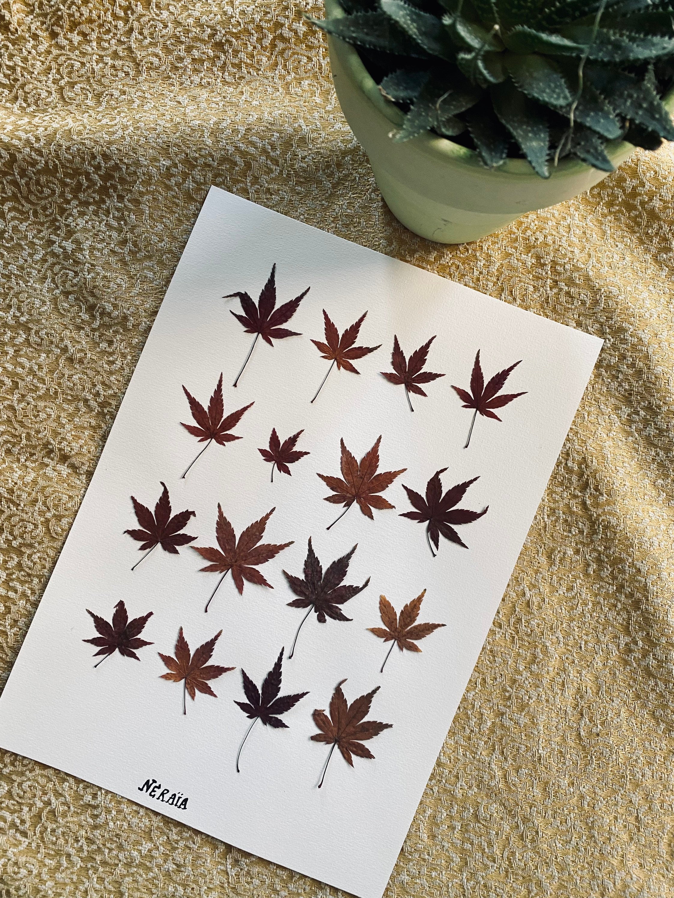 Herbier A4 Unique Sans Cadre