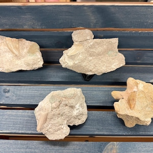 May include: Five fossilized shark teeth embedded in light-colored rock fragments. The teeth are a creamy white color, and the rocks are various shapes and sizes. The background is a blue wooden surface.