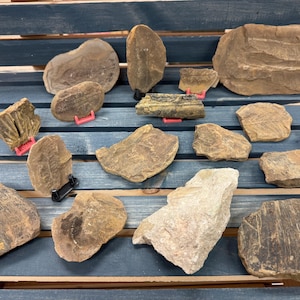 May include: A collection of various fossils, including ammonites and other ancient specimens, displayed on a blue wooden surface. The fossils vary in size, shape, and color, ranging from light tan to dark brown. Some are mounted on small stands.