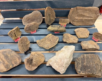 5 Random Fossils! Plants Teeth Feathers Shells Etc!