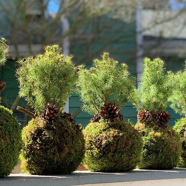 1 dwarf white ALBERTA SPRUCE KOKEDAMA bonsai -picea glauca-pine-evergreen conifer-zen garden ancient art- 6-7" diameter