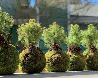 1 dwarf white ALBERTA SPRUCE KOKEDAMA bonsai -picea glauca-pine-evergreen conifer-zen garden ancient art- 6-7" diameter