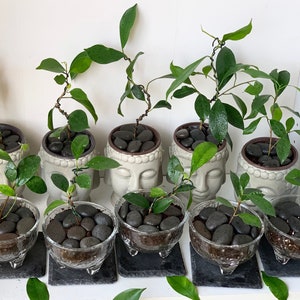 May include: Ten small potted plants with green leaves in gray ceramic pots shaped like Buddha heads. The pots are sitting on black slate coasters.