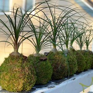 petite small PONYTAIL PALM KOKEDAMA bonsai 5-6"x12-17" tall -bottle palm-easy care-centerpiece-bonsai-zen garden art-24.99