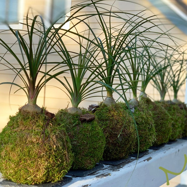 petite small PONYTAIL PALM KOKEDAMA bonsai 5-6"x12-17" tall -bottle palm-easy care-centerpiece-bonsai-zen garden art-24.99