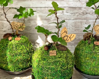 White Oak Bonsai Tree "relative Scale" Collection From Rare and Exotic  Bonsai - Etsy