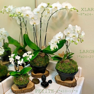 May include: Three white orchid plants in different sizes, labeled "XLARGE 7-8"x24-30"H", "LARGE 7"x20-27"H", and "PETITE 4"x10-15"H". Each plant is potted in a black pot with moss and sits on a wooden slice.