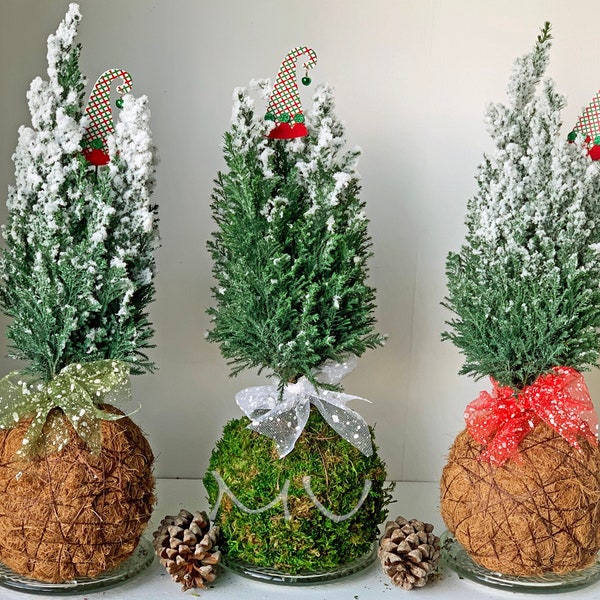 snow CHAMAECYPARIS lawsoniana ellwoodii CYPRESS KOKEDAMA  5-6"diameter x 17-21"tall holidays gift-zen garden art-bonsai-mini christmas tree-