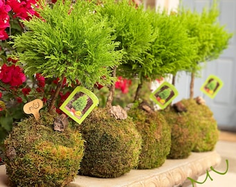 topiary LEMON CYPRESS KOKEDAMA -goldcrest-monterey cypress-7-8" diameter x 17-22" tall -smells good-home gifts-centerpiece