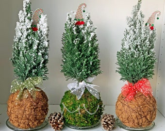 snow CHAMAECYPARIS lawsoniana ellwoodii CYPRESS KOKEDAMA  5-6"diameter x 17-21"tall holidays gift-zen garden art-bonsai-mini christmas tree-