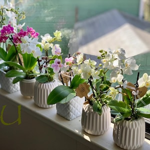 May include: A row of white ceramic pots with small orchid plants in bloom. The orchids are in various shades of pink, white, and purple. The pots have a textured design and are arranged on a windowsill.