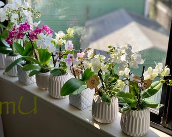 PETITE mini small phalaenopsis moth ORCHID in mini pot -bonsai art-zen garden art-romantic gifts-mother&#39;s day-valentine&#39;s day-minimalist