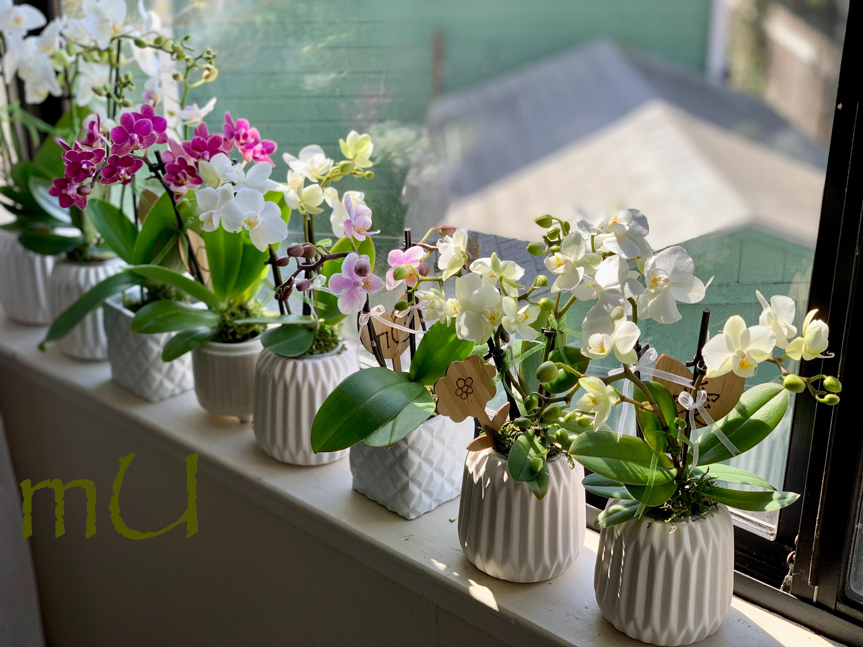 Orchid Bonsai - Etsy