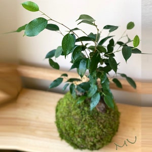 Bonsái FICUS BENJAMINA KOKEDAMA 5-6" x 12-17" -higuera llorona-árbol baniano sagrado-arte de jardín zen antiguo-