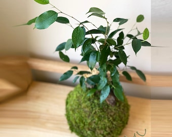 FICUS BENJAMINA KOKEDAMA bonsai 5-6" x 12-17" -weeping fig-sacred banyan tree-ancient zen garden art-