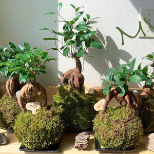 May include: Four small potted trees with green leaves and brown roots. The trees are in round pots with moss and are sitting on a wooden surface. Each pot has a small wooden tag with a smiley face on it.