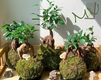 FICUS GINSENG KOKEDAMA banyan bonsai -ficus retusa-good fengshui plants-zen garden-plants with attitude-home gifts-
