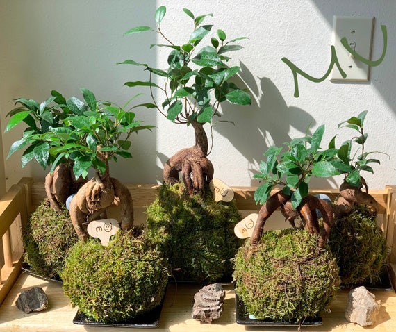 FICUS GINSENG KOKEDAMA Banyan Bonsai ficus Retusa-good Fengshui Plants-zen  Garden-plants With Attitude-home Gifts 