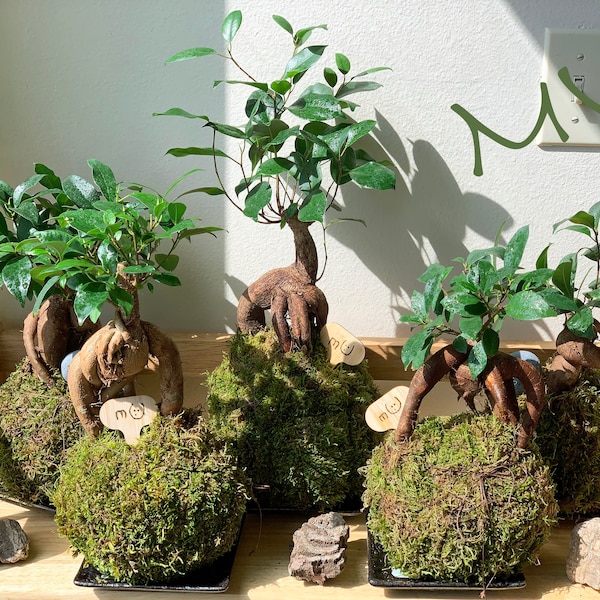 FICUS GINSENG KOKEDAMA banyan bonsai -ficus retusa-good fengshui plants-zen garden-plants with attitude-home gifts-