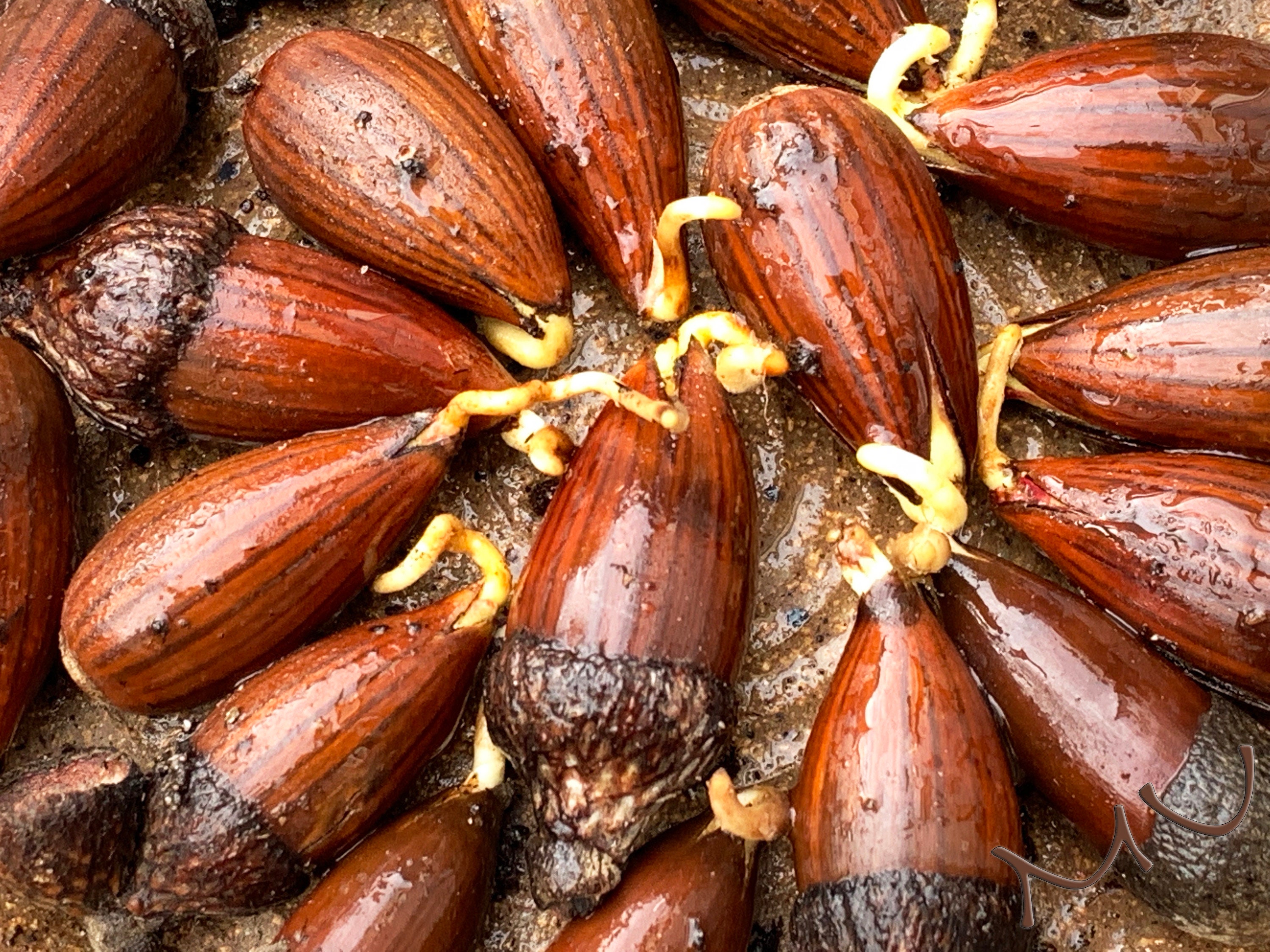 Scarlet Oak - Quercus coccinea — Native Plant Scapes, image size:3000x2250