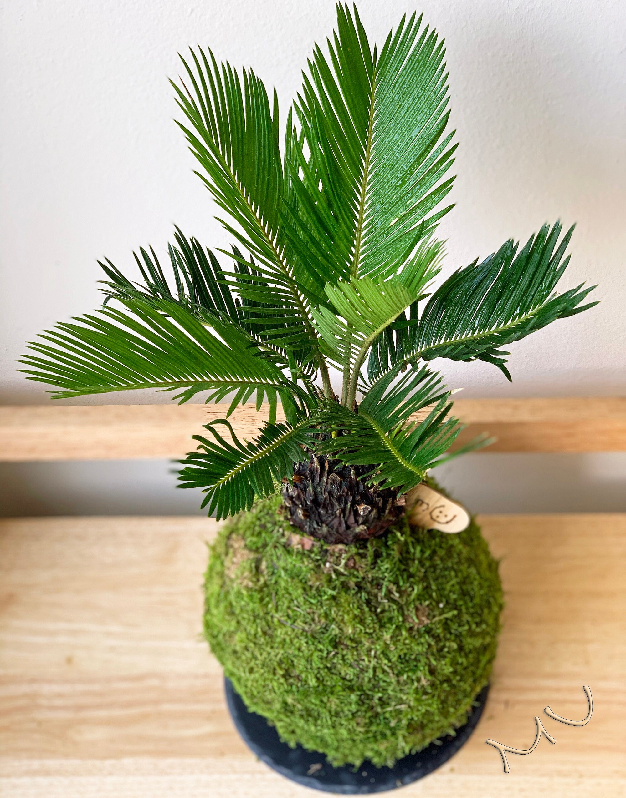 SAGO PALM KOKEDAMA -large- Bonsai 7-8"x20-24" Tall -cycas Revoluta-easy  Care Houseplants-centerpiece- - Etsy Israel
