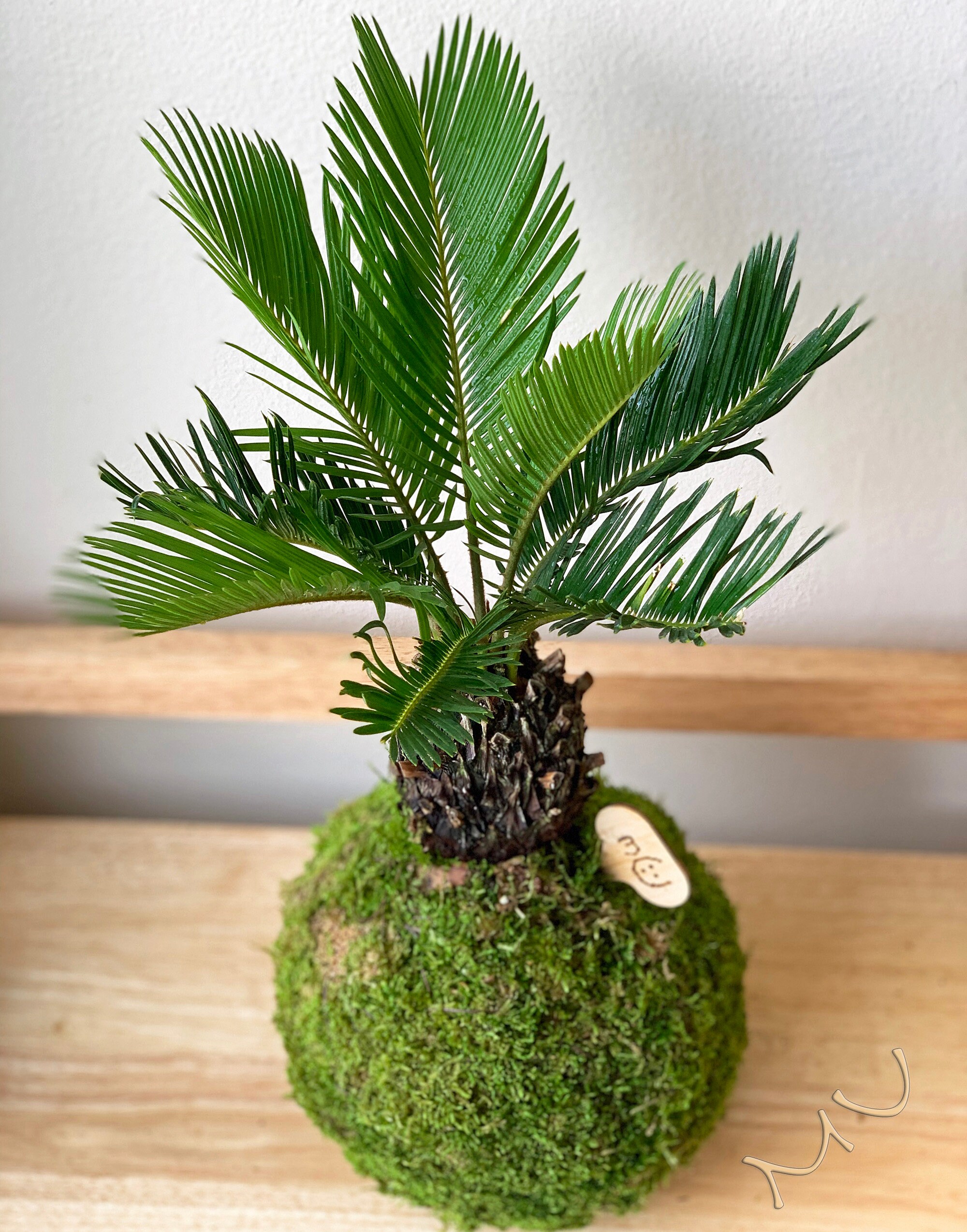SAGO PALM KOKEDAMA -large- Bonsai 7-8"x20-24" Tall -cycas Revoluta-easy  Care Houseplants-centerpiece- - Etsy