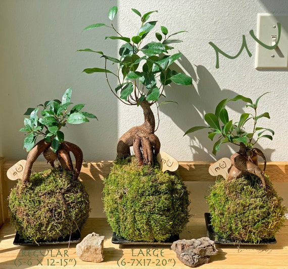 FICUS GINSENG KOKEDAMA Banyan Bonsai ficus Retusa-good Fengshui Plants-zen  Garden-plants With Attitude-home Gifts -  Canada