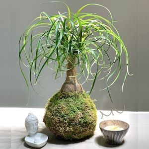 PONYTAIL PALM KOKEDAMA bonsai 7-8"x18-24" tall -bottle palm-easy care-centerpiece-bonsai-zen garden art-
