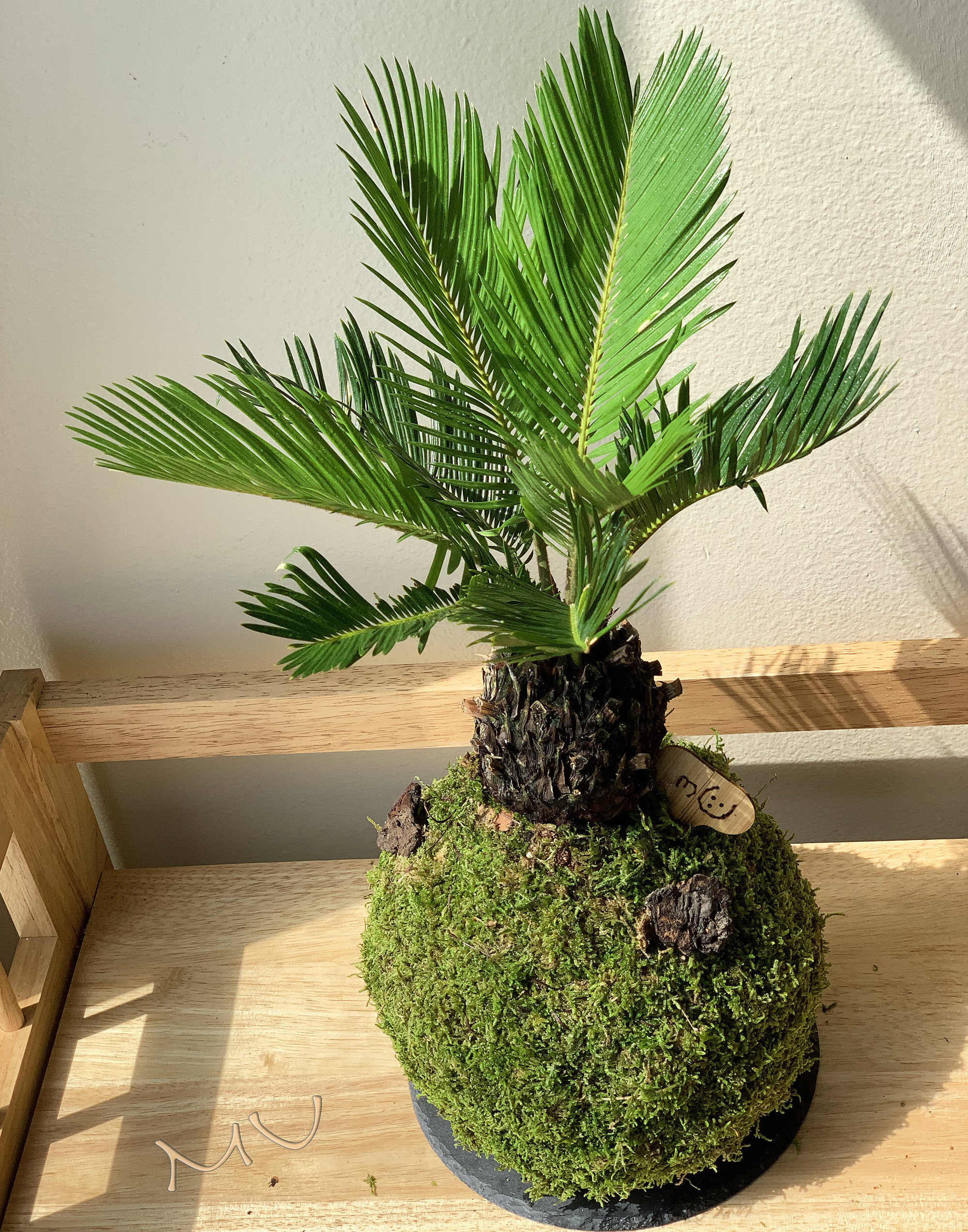 SAGO PALM KOKEDAMA -large- Bonsai 7-8"x20-24" Tall -cycas Revoluta-easy  Care Houseplants-centerpiece- - Etsy