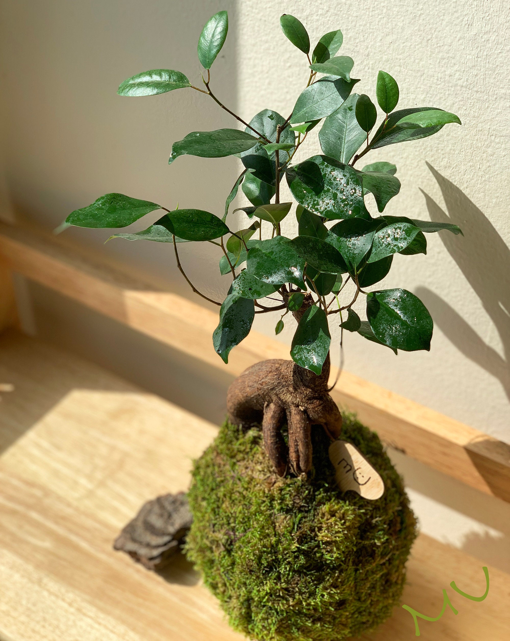 Bonsai Kokedama - Ulivo Bonsai - Ficus Ginseng Bonsai