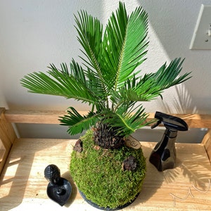large SAGO PALM KOKEDAMA  bonsai 7-8"x20-24" tall -cycas revoluta-easy care houseplants-centerpiece-