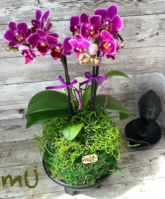 Mini Small Petite Phalaenopsis Moth Fuchsia Pink PURPLE ORCHID