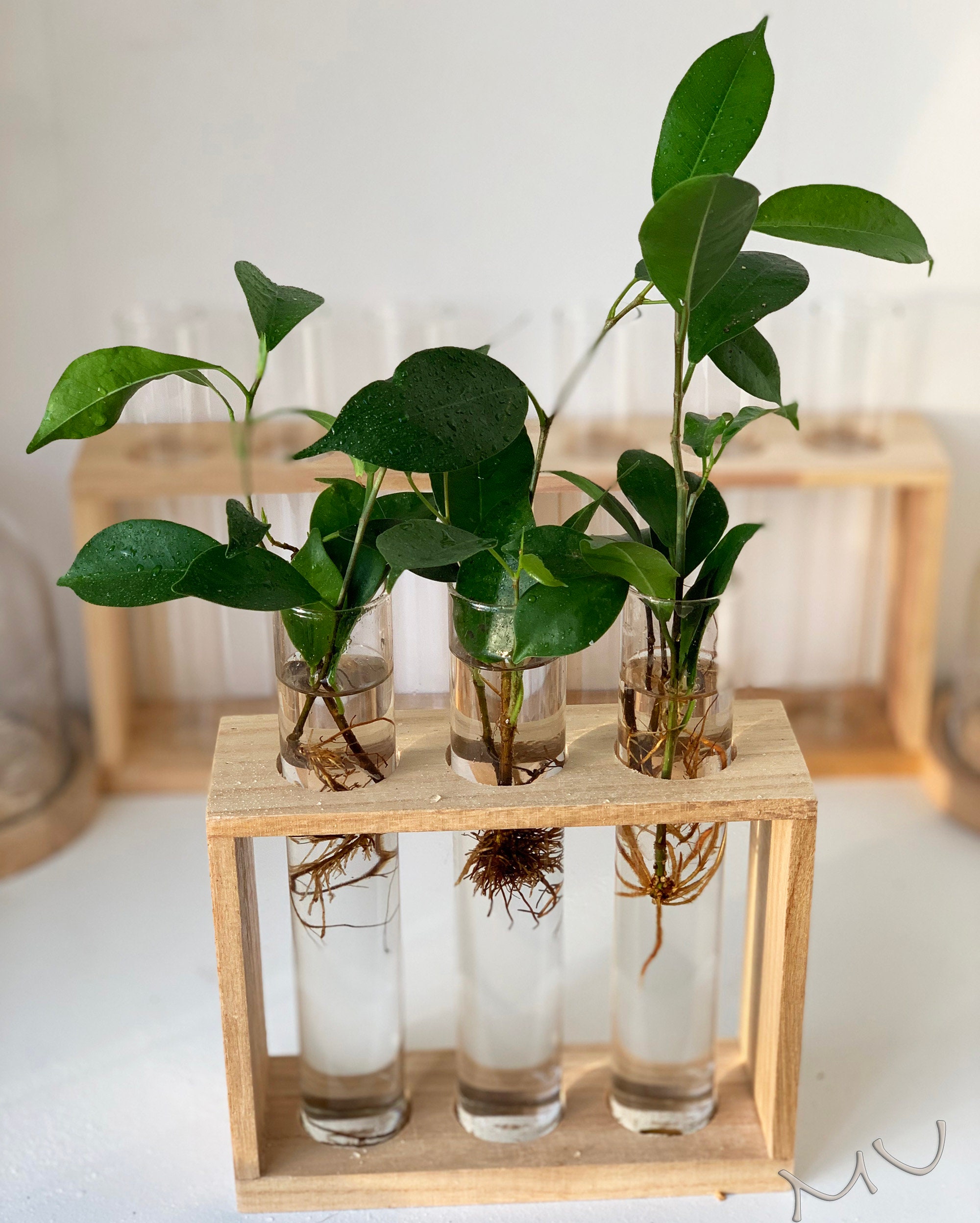 Multi Function CLOCHE PROPAGATION TUBES You Choose wood Etsy