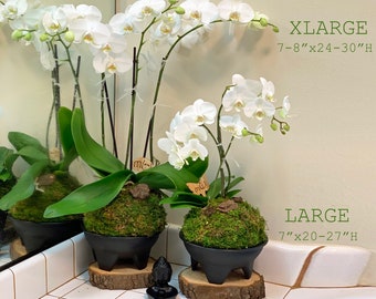 large phalaenopsis moth  WHITE ORCHID KOKEDAMA + bowl 7"x20-27" tall -perfect home gift-bonsai art-centerpiece